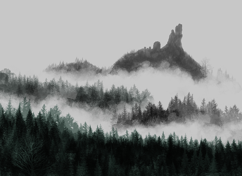 Forest and Fog Study